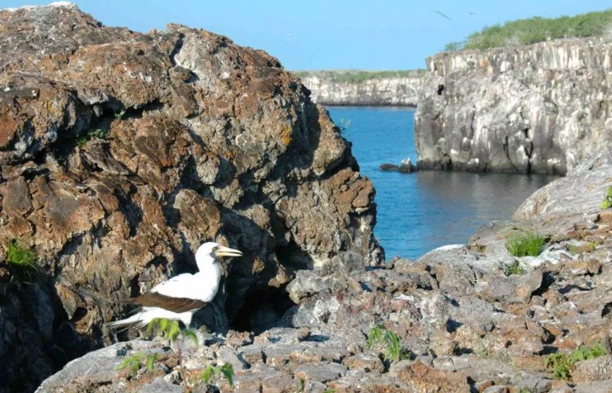 Genovesa Island, Ecuador